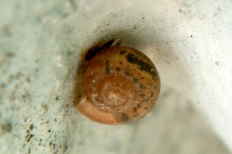Round Snail resting on the coner of wall {!--달팽이-->; DISPLAY FULL IMAGE.
