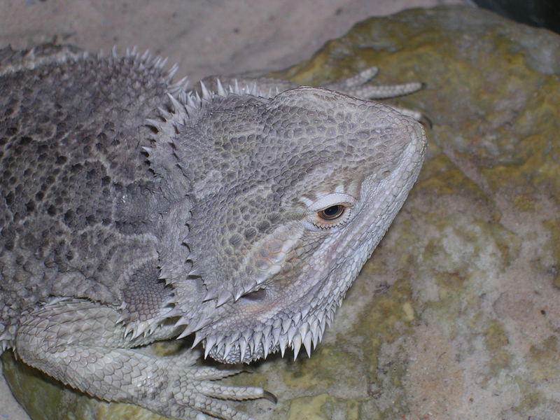Bearded Dragon (Pogona vitticeps) on his heat rock; DISPLAY FULL IMAGE.