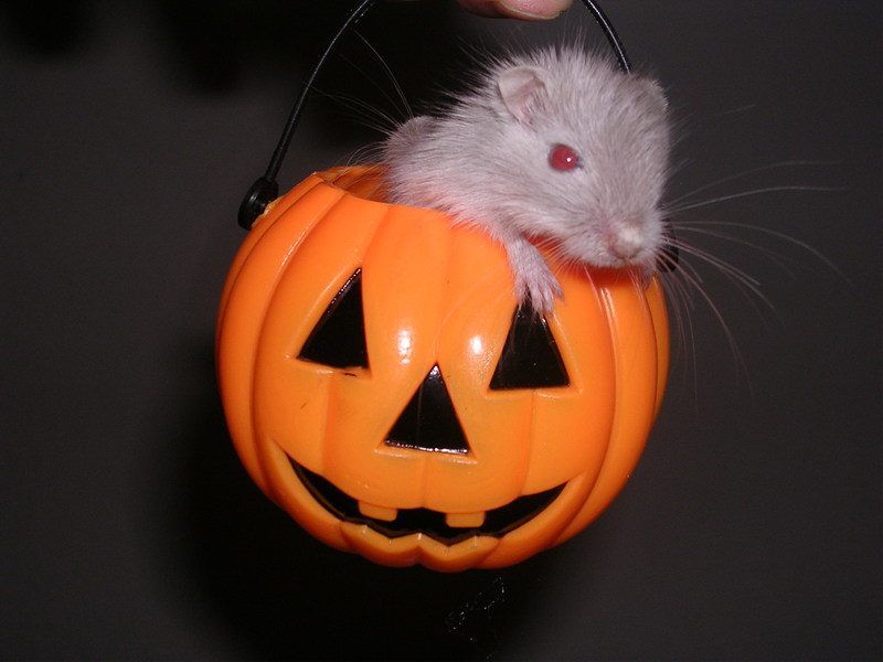 Baby gerbil in a pumpkin; DISPLAY FULL IMAGE.