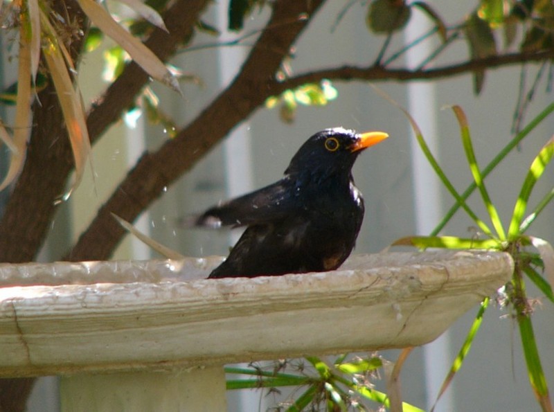 Common blackbird bathing; DISPLAY FULL IMAGE.