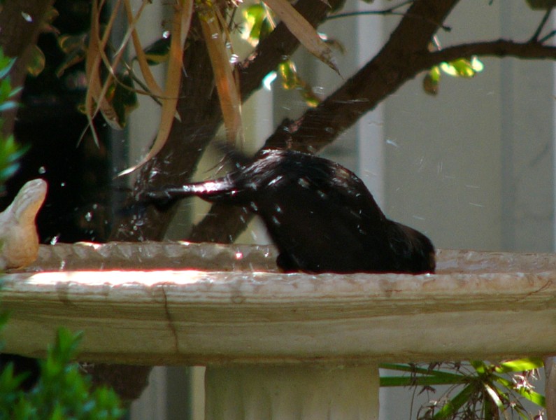 Common blackbird bathing; DISPLAY FULL IMAGE.