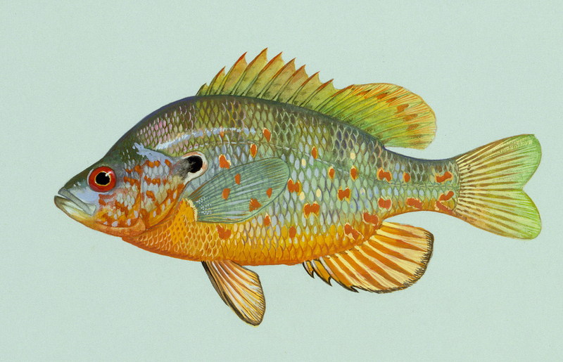 Orangespotted Sunfish (Lepomis humilis) {!--오렌지블루길-->; DISPLAY FULL IMAGE.