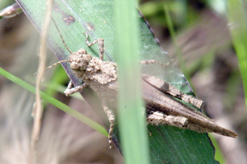 Trilophidia annulata (Korean Grasshopper) {!--두꺼비메뚜기-->; DISPLAY FULL IMAGE.