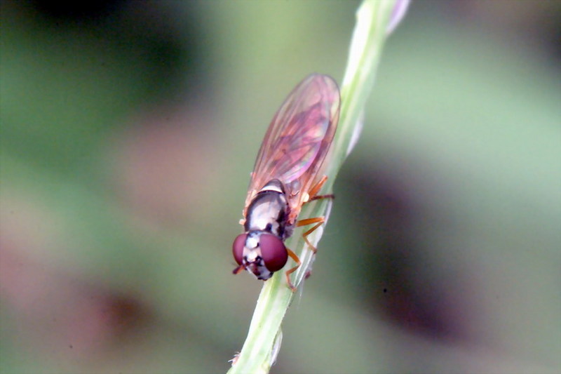 Small Hoverfly {!--이름모를 꽃등에 종류 (아마도 쟈바꽃등에???)-->; DISPLAY FULL IMAGE.