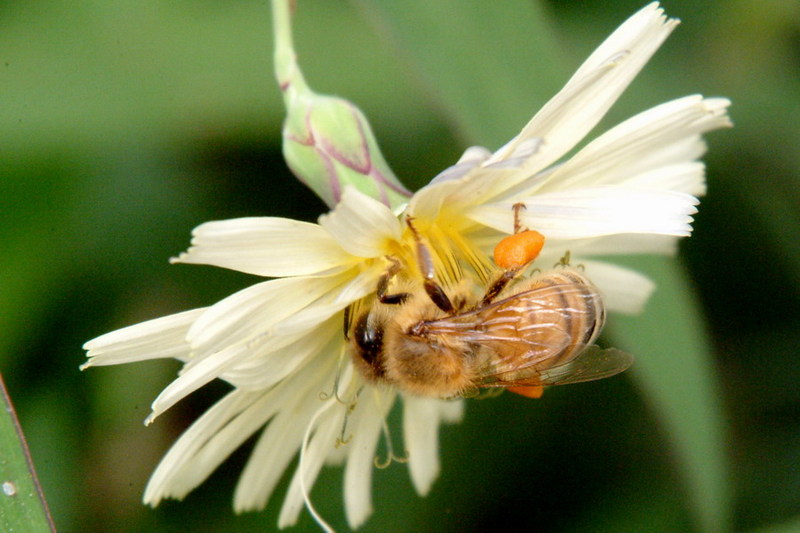 Apis mellifera (Western Honeybee) {!--꿀벌(양봉)-->; DISPLAY FULL IMAGE.