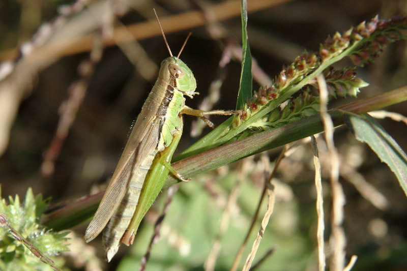 Oxya chinensis (Chinese Rice Grasshopper) {!--벼메뚜기-->; DISPLAY FULL IMAGE.