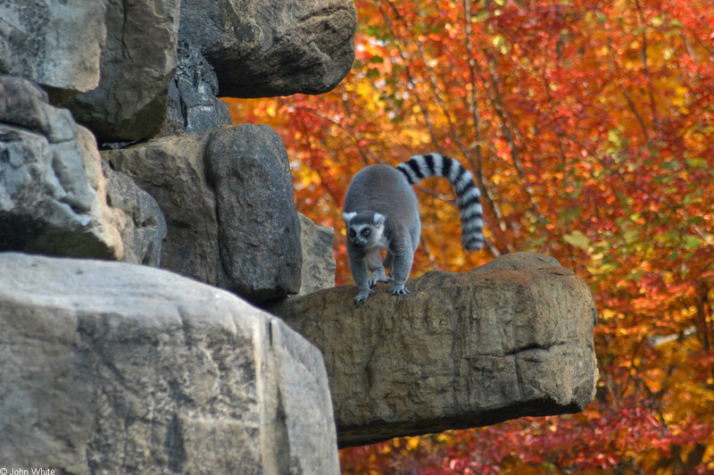 Ring-tailed Lemur (Lemur catta) 1; DISPLAY FULL IMAGE.