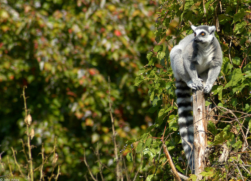 Ring-tailed Lemur (Lemur catta) 4; DISPLAY FULL IMAGE.