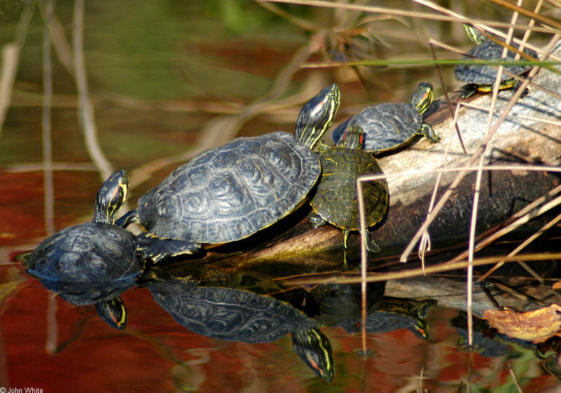 Turtles (sliders)001; DISPLAY FULL IMAGE.