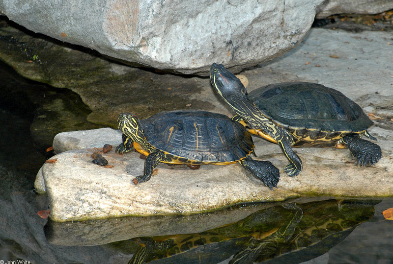 Turtles (sliders)003; DISPLAY FULL IMAGE.