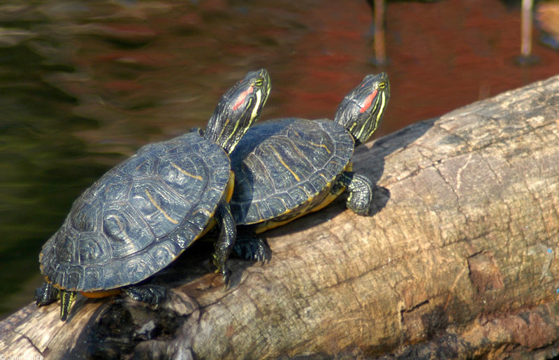 Turtles (sliders)005; DISPLAY FULL IMAGE.