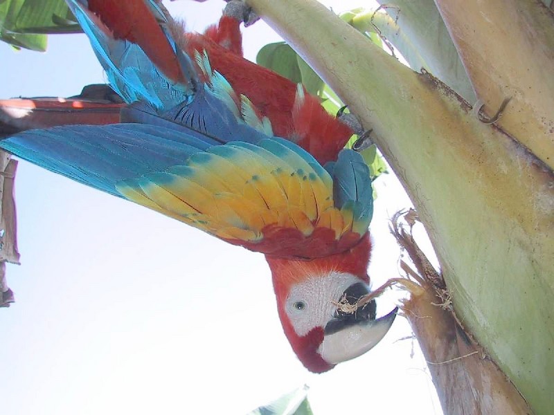 Macaw - scarlet macaw (Ara macao); DISPLAY FULL IMAGE.
