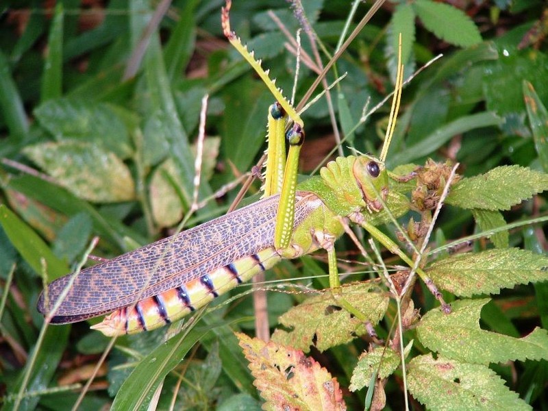 Jacob's locust from Guyana; DISPLAY FULL IMAGE.