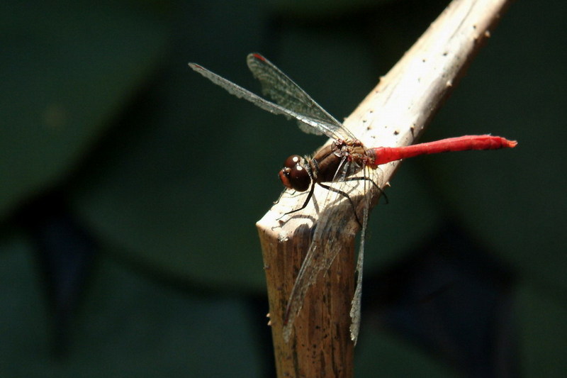 Sympetrum eroticum (Darter Dragonfly) {!--두점박이좀잠자리(수컷)-->; DISPLAY FULL IMAGE.