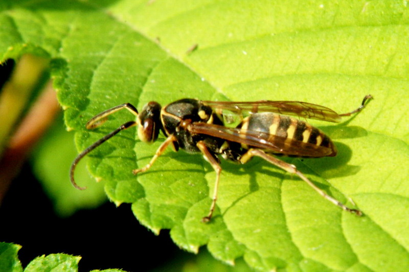 Polistes chinensis antennalis (Asian Paper Wasp) {!--두눈박이쌍살벌-->; DISPLAY FULL IMAGE.