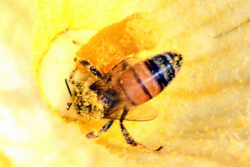 Apis mellifera (Western Honeybee) {!--꿀벌(양봉)-->; DISPLAY FULL IMAGE.
