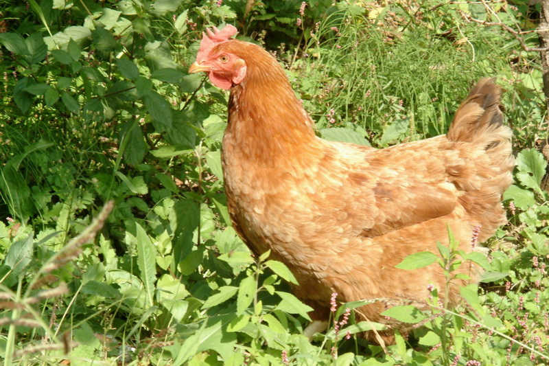 Gallus gallus domesticus (Domestic Chicken) {!--닭(암탉)-->; DISPLAY FULL IMAGE.