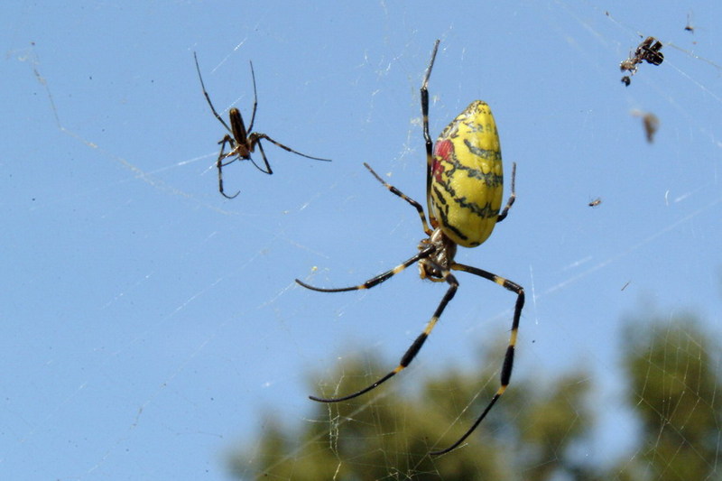 Nephila clavata (Golden Orb-web Spider) {!--무당거미-->; DISPLAY FULL IMAGE.