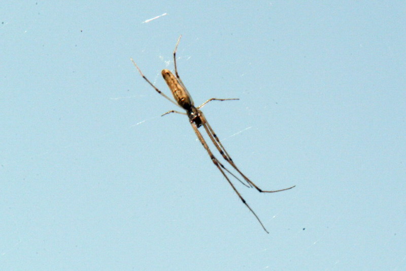 Nephila clavata (Golden Orb-web Spider) {!--무당거미-->; DISPLAY FULL IMAGE.