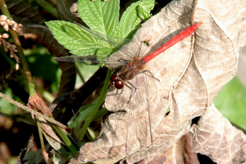 Sympetrum eroticum (Darter Dragonfly) {!--두점박이좀잠자리(수컷)-->; DISPLAY FULL IMAGE.