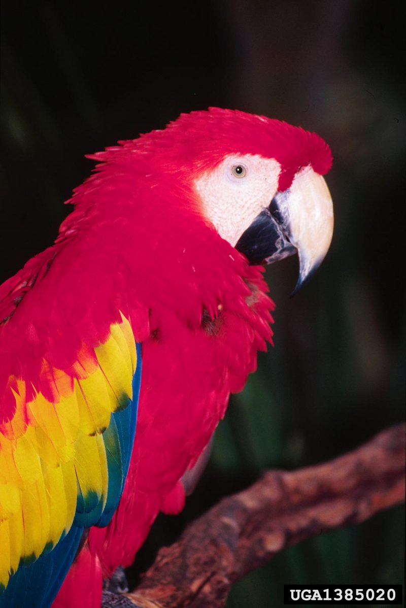 Scarlet Macaw (Ara macao) {!--금강앵무-->; DISPLAY FULL IMAGE.