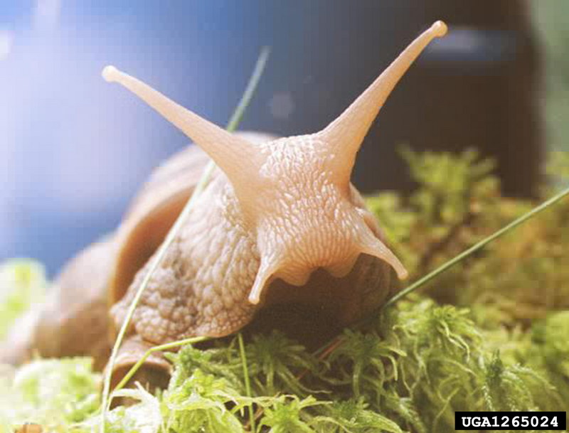 Giant East African Snail (Achatina fulica) {!--아프리카왕달팽이-->; DISPLAY FULL IMAGE.