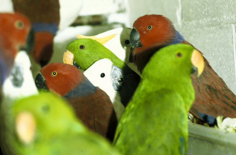 Electus Parrots and cockatoos; DISPLAY FULL IMAGE.