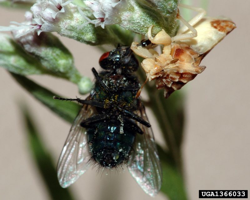 Ambush Bug (Phymata americana) {!--미국사마귀침노린재-->; DISPLAY FULL IMAGE.