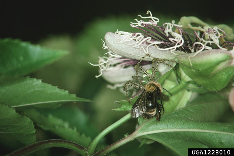 Bumble Bee (Bombus sp.) {!--호박벌류-->; Image ONLY
