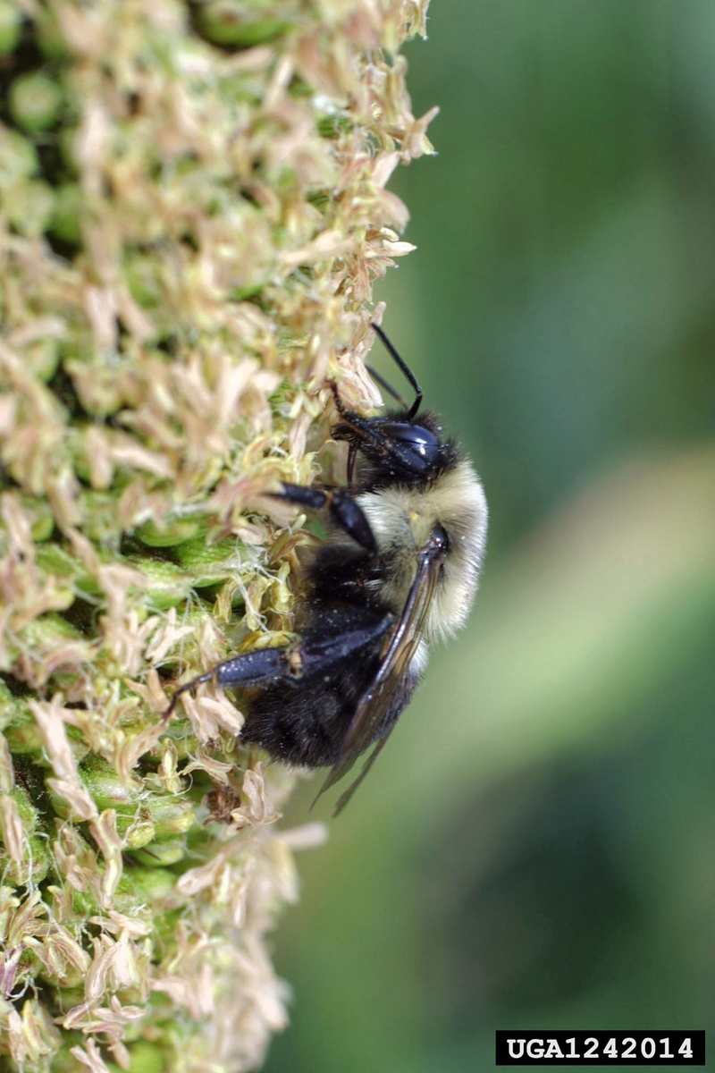 Bumble Bee (Bombus sp.) {!--호박벌류-->; DISPLAY FULL IMAGE.