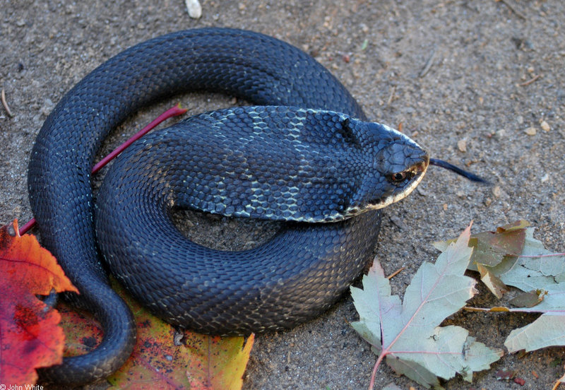 Eastern Hognose Snake (Heterodon platirhinos); DISPLAY FULL IMAGE.
