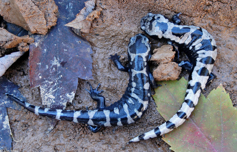 A pair of Marbled Salamander (Ambystoma opacum); DISPLAY FULL IMAGE.