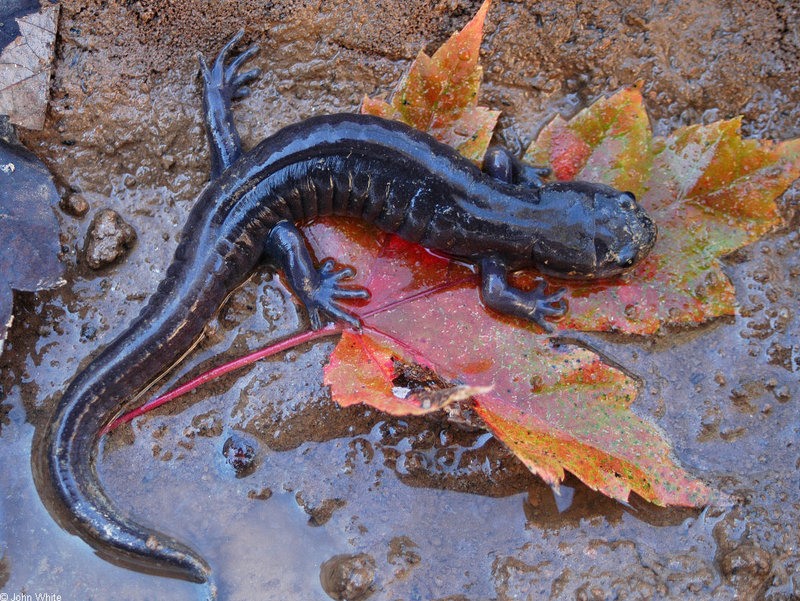 An atypical Spotted Salamander (Ambystoma maculatum); DISPLAY FULL IMAGE.