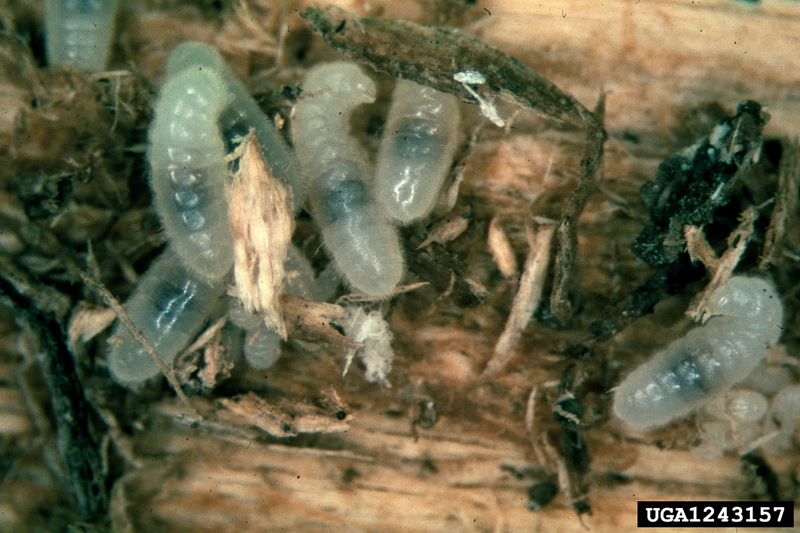 Carpenter Ant larvae (Camponotus sp.) {!--목수개미(북미)-->; DISPLAY FULL IMAGE.