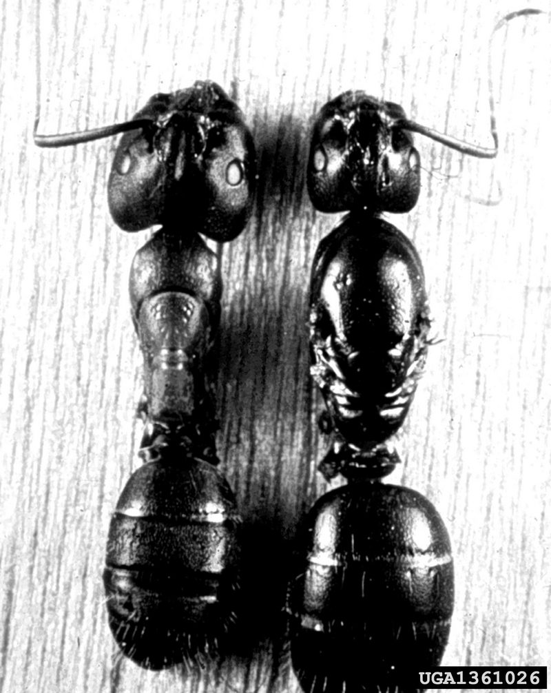 Carpenter Ant (Camponotus sp.) {!--목수개미(북미)-->; DISPLAY FULL IMAGE.