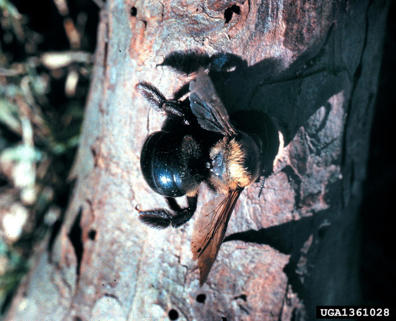 Carpenter Bee (Xylocopa virginica) {!--미국어리호박벌-->; DISPLAY FULL IMAGE.