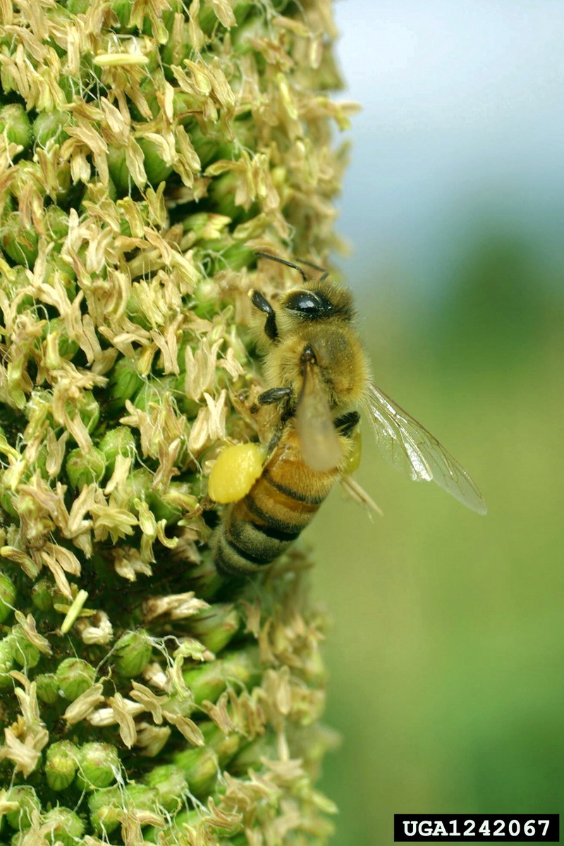 Western Honeybee (Apis mellifera) {!--꿀벌(양봉)-->; DISPLAY FULL IMAGE.
