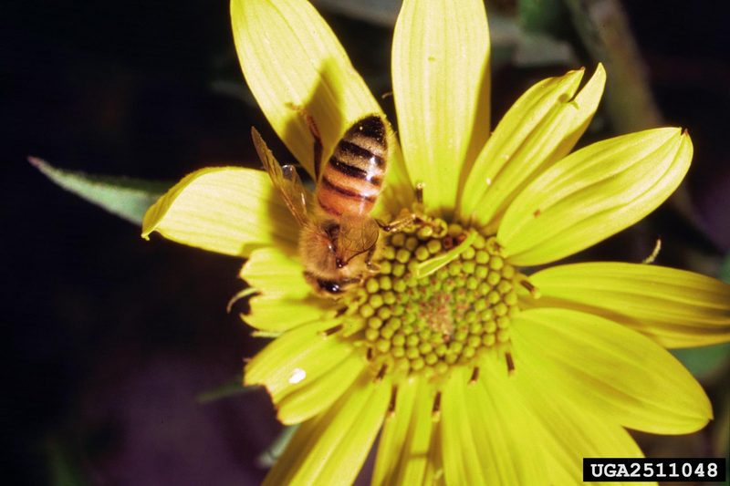 Western Honeybee (Apis mellifera) {!--꿀벌(양봉)-->; DISPLAY FULL IMAGE.