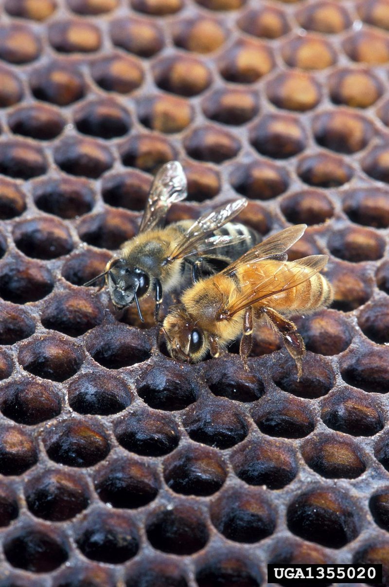 African Honeybee (Apis mellifera scutellata) on honeycomb {!--꿀벌(아프리카)-->; DISPLAY FULL IMAGE.