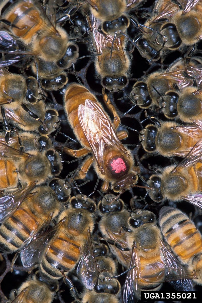 African Honeybee (Apis mellifera scutellata) {!--꿀벌(아프리카)-->; DISPLAY FULL IMAGE.
