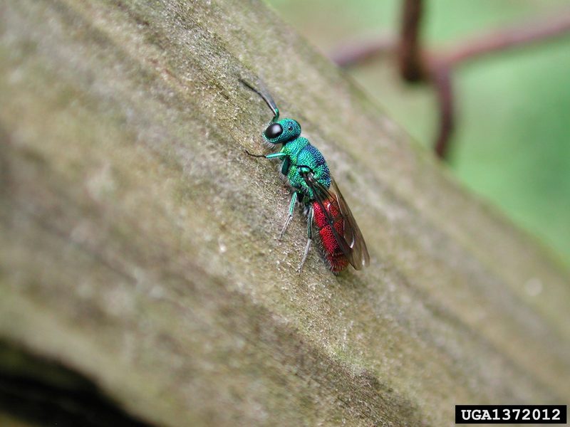 Ruby-tailed Wasp (Chrysis ignita) {!--사치청벌-->; DISPLAY FULL IMAGE.