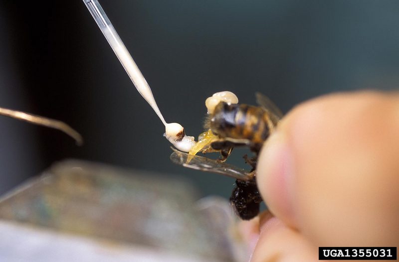 Honey Bee Varroa Mite (Varroa destructor) {!--꿀벌응애-->; DISPLAY FULL IMAGE.