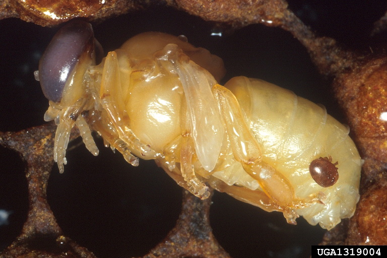 Honey Bee Varroa Mite (Varroa destructor) {!--꿀벌응애-->; Image ONLY