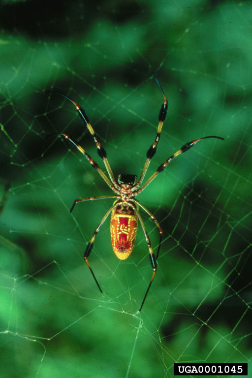 Golden Silk Spider (Nephila clavipes) {!--아메리카무당거미-->; Image ONLY