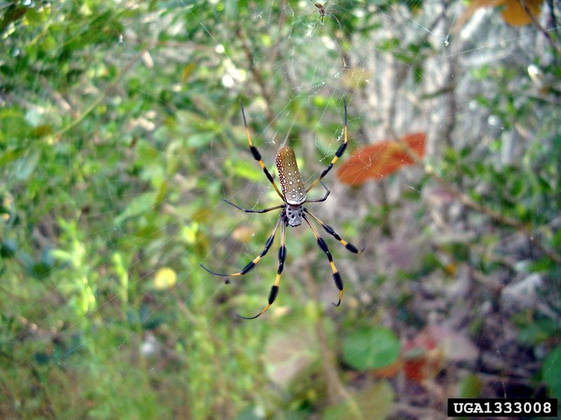 Golden Silk Spider (Nephila clavipes) {!--아메리카무당거미-->; DISPLAY FULL IMAGE.