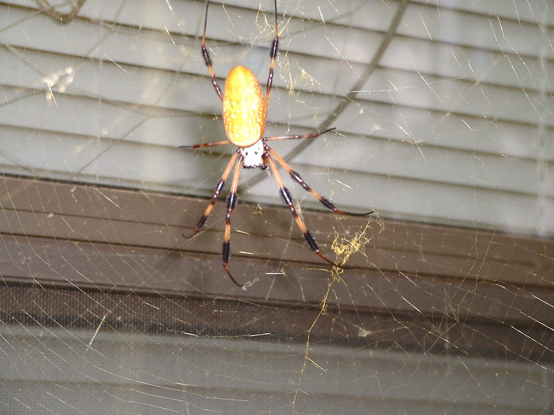 Golden Silk Spider (Nephila clavipes) {!--아메리카무당거미-->; DISPLAY FULL IMAGE.