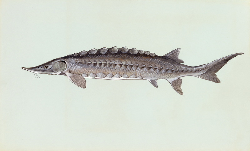 Atlantic Sturgeon (Acipenser oxyrhynchus) {!--대서양철갑상어-->; DISPLAY FULL IMAGE.
