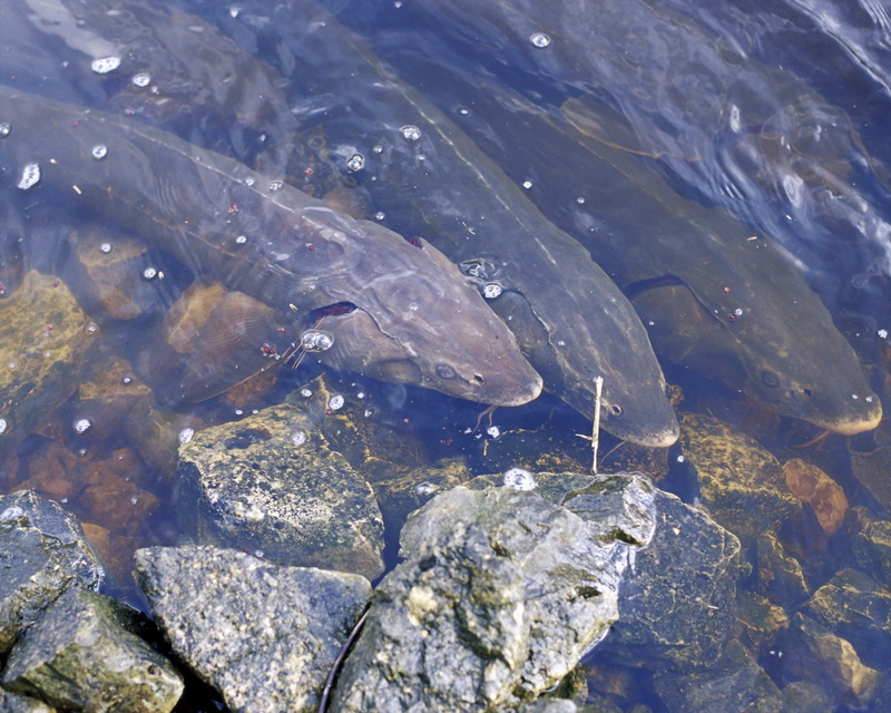 Lake Sturgeon (Acipenser fulvescens) {!--북미호수철갑상어-->; DISPLAY FULL IMAGE.