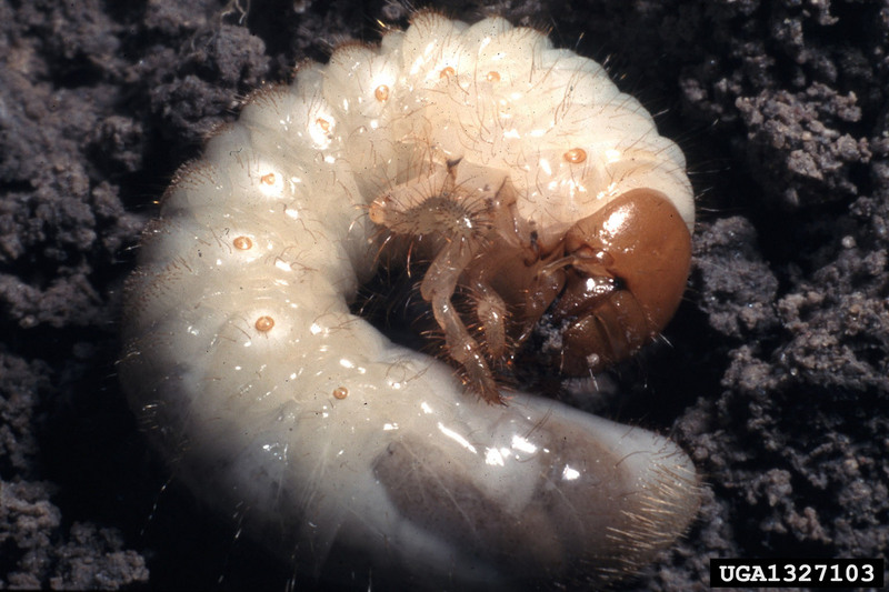 Scarab Beetle larva (Scarabaeidae) {!--소똥구리과 애벌레-->; DISPLAY FULL IMAGE.