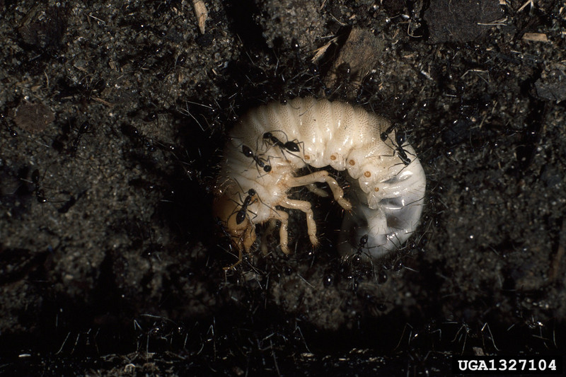 Scarab Beetle larva (Scarabaeidae) {!--소똥구리과 애벌레-->; DISPLAY FULL IMAGE.